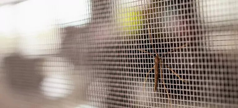Repair Mosquito Mesh For Windows in Parkland, FL